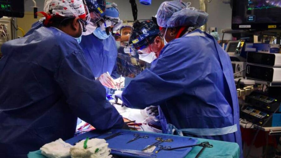 Pesquisadores querem transplantar órgãos suínos em humanos até 2025