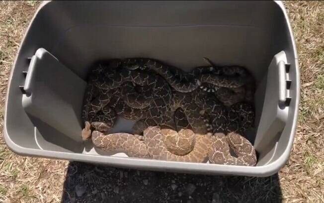 A organização Big Country Snake Removal retirou 45 cobras cascavéis da casa de um homem no Texas