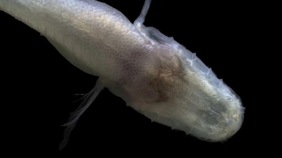 Demogorgonichthys arcanus, o peixe-demônio sem olhos