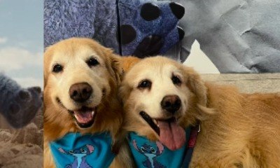 Goldens viralizam em sessão de cinema canina