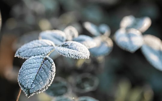 Geada Negra: entenda o fenômeno temido por agricultores