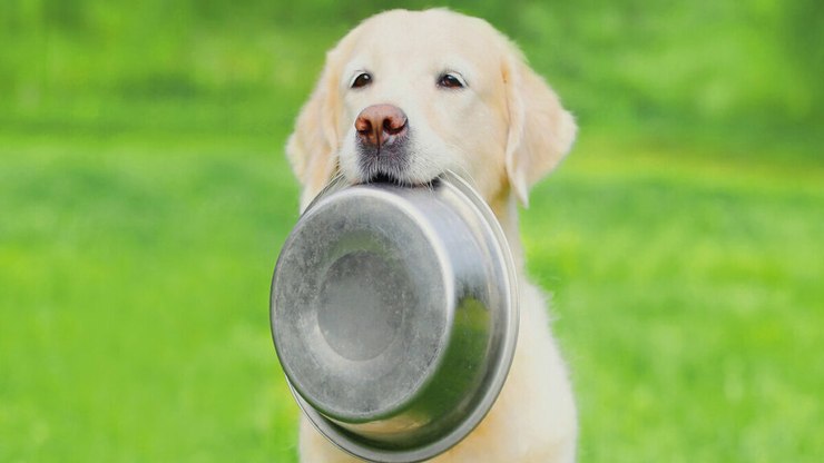 6 fases do crescimento de um cachorro