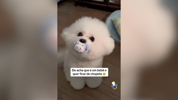 Cachorro rouba a cena ao aparecer de chupeta e carinha de neném