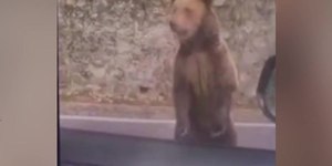Vídeo mostra momento em que urso ataca turista em carro