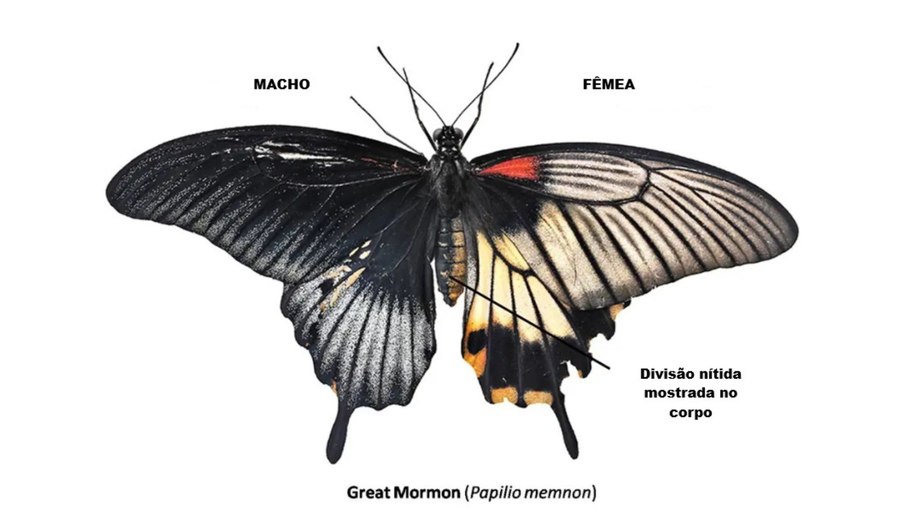 A metade feminina da borboleta está à direita.