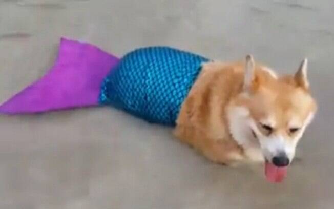 Essa cadelinha vestida de sereia na praia é o sucesso da internet