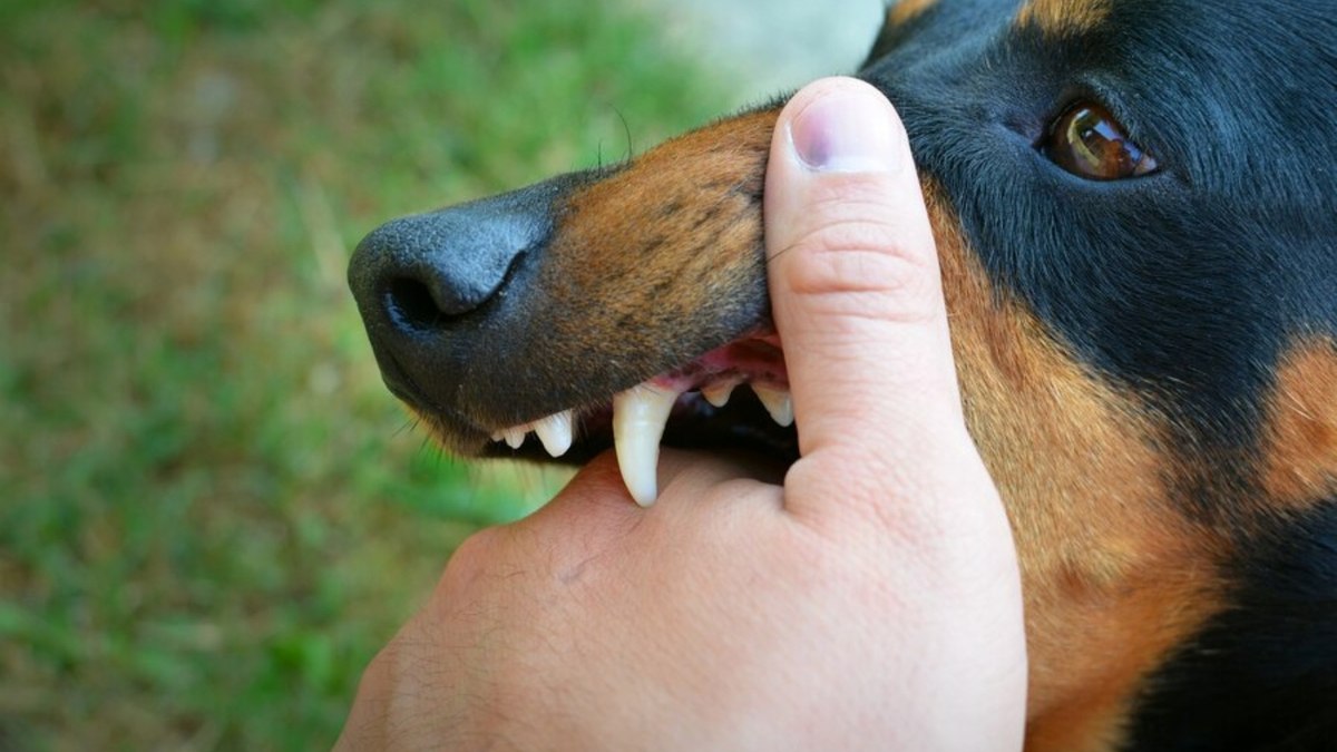 Como agir em caso de ataque de cães: especialista alerta para os riscos e cuidados