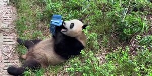 Animais solitários: espécies que vivem sem necessidade de companhia