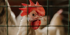 Confirmado 4º foco de gripe aviária em aves domésticas no Brasil