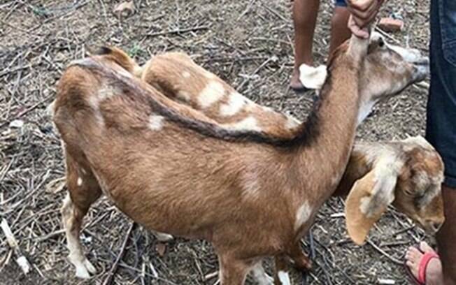 Homem foi preso por abusar sexualmente de cabras no agreste pernambucano