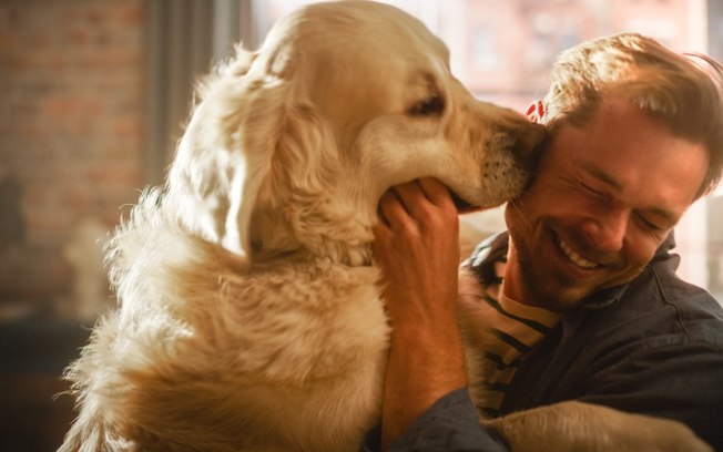 5 raças de cães mais gentis e dóceis