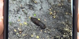 Bomba da 2ª Guerra Mundial é encontrada em meio a batatas