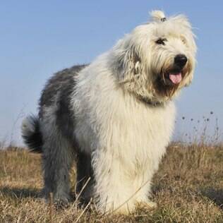 Old English Sheepdogs - Raças de Cães