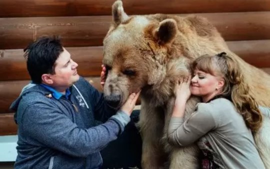 Casal russo cria urso de 136 kg como filho em casa