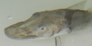 Peixe da Antártida tem sangue transparente e intriga cientista