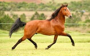 MEU CAVALO SORRI PRA MIM. SERÁ? - Tô Na Fama! - IG