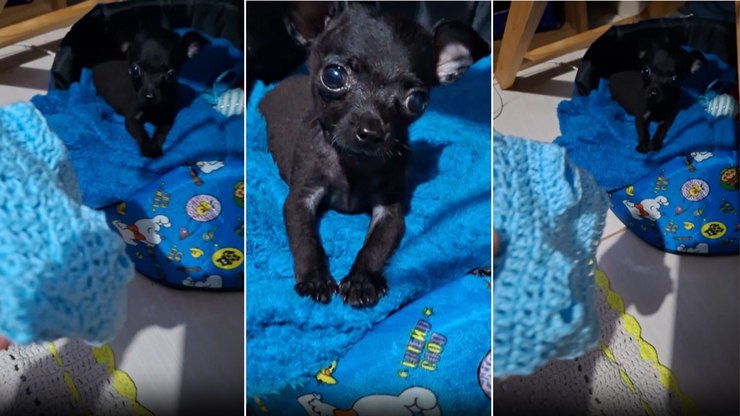 Pinscher reclama após dona tentar vesti-lo com roupinha de crochê