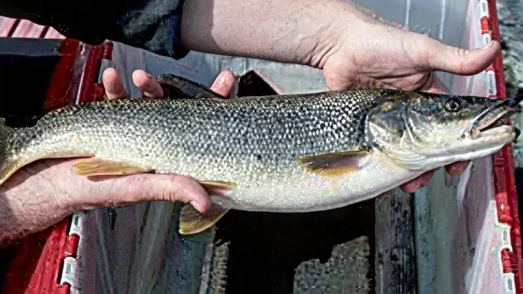 Pescador fatura R$ 666 mil com peixes "sem valor comercial"