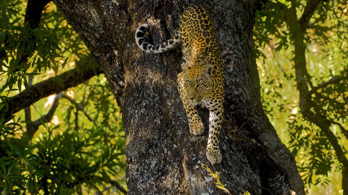 Ataques mortais do leopardo-asiático se tornaram problema frequente na Índia Ataques mortais do leopardo-asiático se tornaram problema frequente na Índia