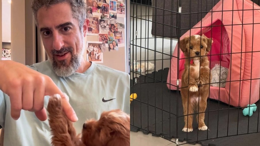 Marcos Mion antecipa críticas ao anunciar chegada de cachorra de raça