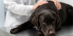 Cachorro vomitando amarelo? Saiba por quê