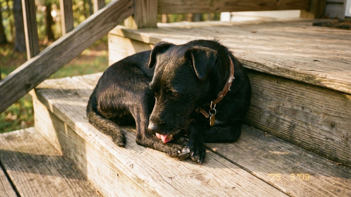 Por que cães lambem tanto as patas? Veja 5 possíveis causas