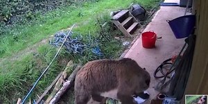 Ursos fogem e invadem loja de doces de zoológico no Reino Unido