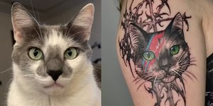 Homenagem: mulher usa cinzas do próprio gato em tinta de tatuagem