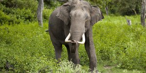 Vídeo: elefante se irrita e destrói recarga de carros elétricos