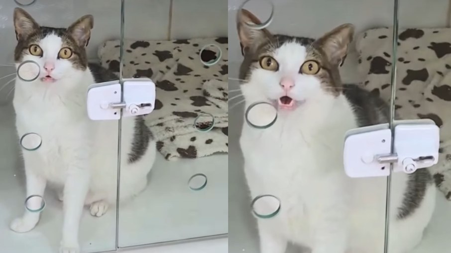 Gato%20fica%20de%20%22castigo%22%20ap%C3%B3s%20arrumar%20confus%C3%A3o%20