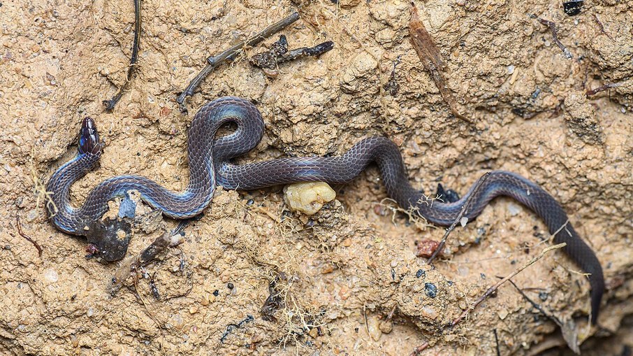 Cobras-de-junco-anã (Pseudorabdion longiceps) são capazes de dar cambalhotas para fugir de predadores Cobras-de-junco-anã (Pseudorabdion longiceps) são capazes de dar cambalhotas para fugir de predadores