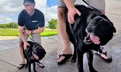 Carteiro adota cão que ficou órfão após morte de tutor