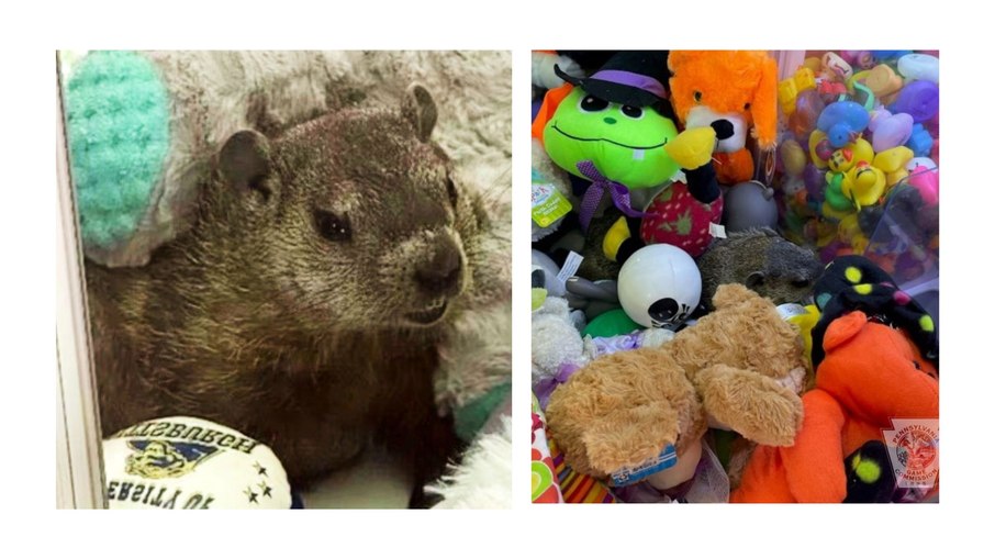 Marmota foi retirada em segurança da máquina Marmota foi retirada em segurança da máquina