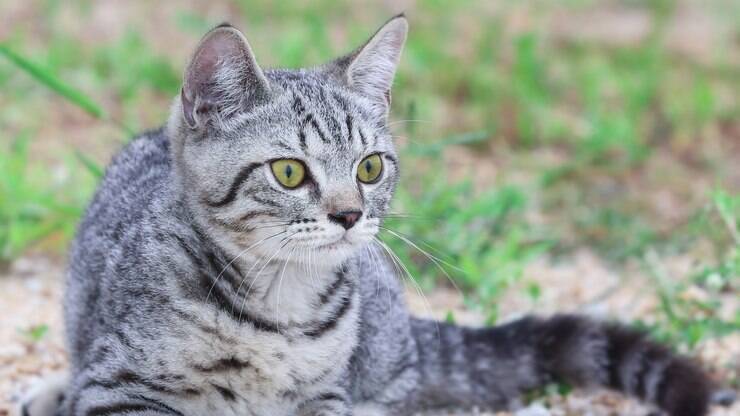 Dia Mundial do Gato: PetCenso destaca nomes inspirados em