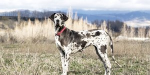 Tem um cachorro grande? Cuidado com a torção gástrica