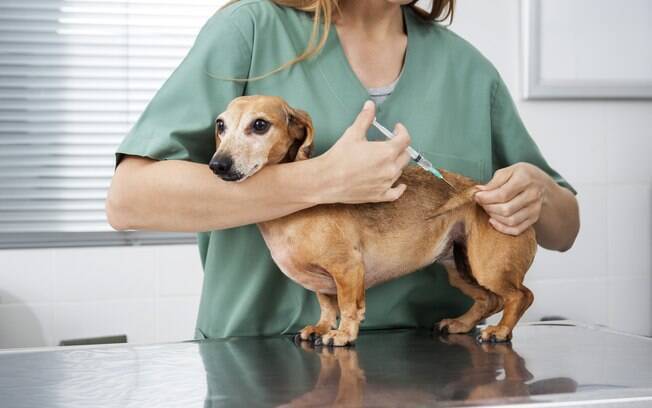 Apesar das vacinas para cachorro serem importante, não é estranho que elas causem reações no organismo do pet. Demora um tempo para o corpo perceber que aquilo faz bem