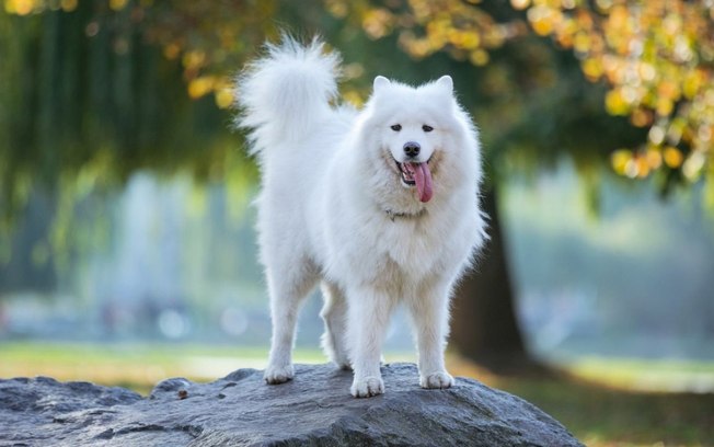 Esses são os 5 cachorros mais bonitos do mundo