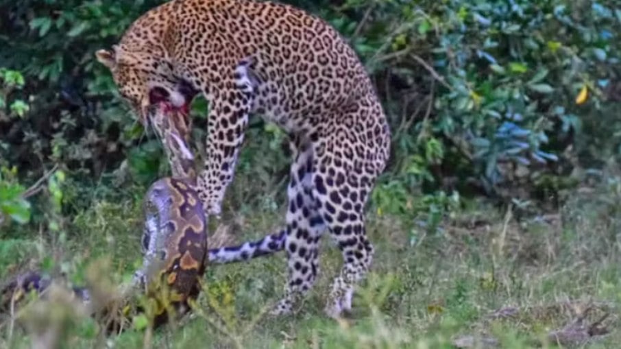 Em raro registro, cobra píton ataca leopardo