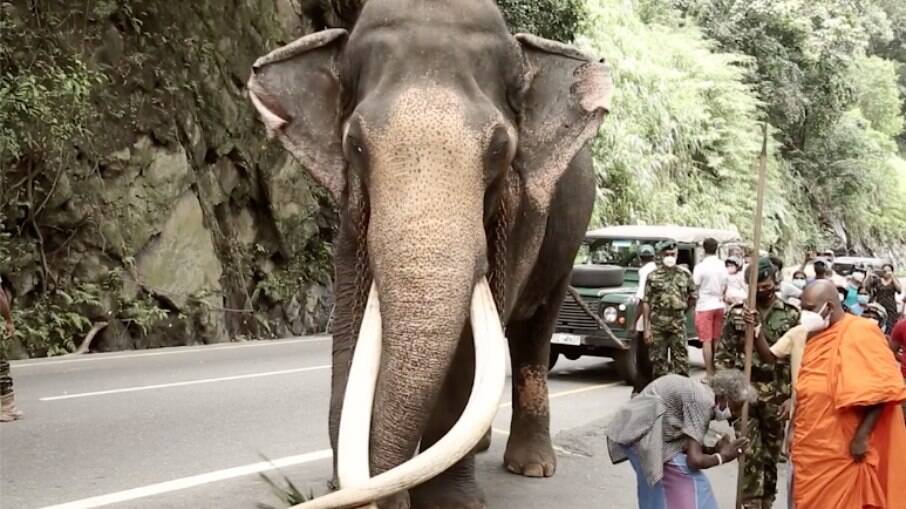 Elefante Raja, considerado 'sagrado' no Sri Lanka