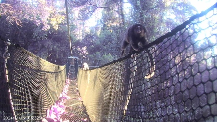 Passagens de fauna são construções que proporcionam a travessia segura de animais silvestres por rodovias, ferrovias e outras infraestruturas lineares