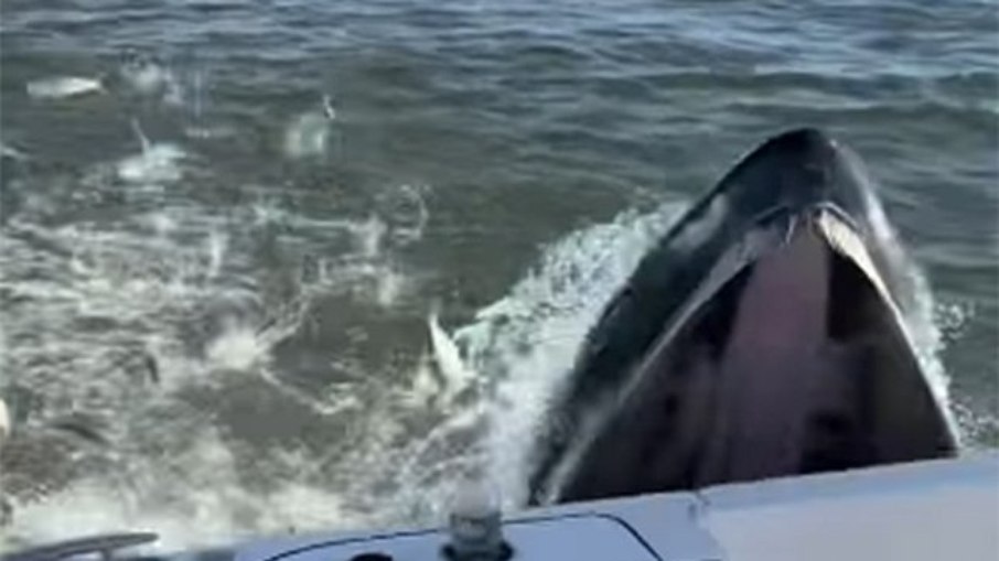 Baleia atinge lancha de pescadores durante caça a peixes