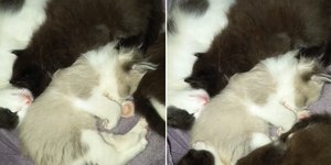 Filhotes de gato formam montinho para dormir juntinhos