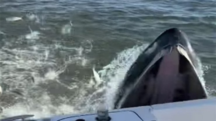 Baleia atinge lancha de pescadores durante caça a peixes