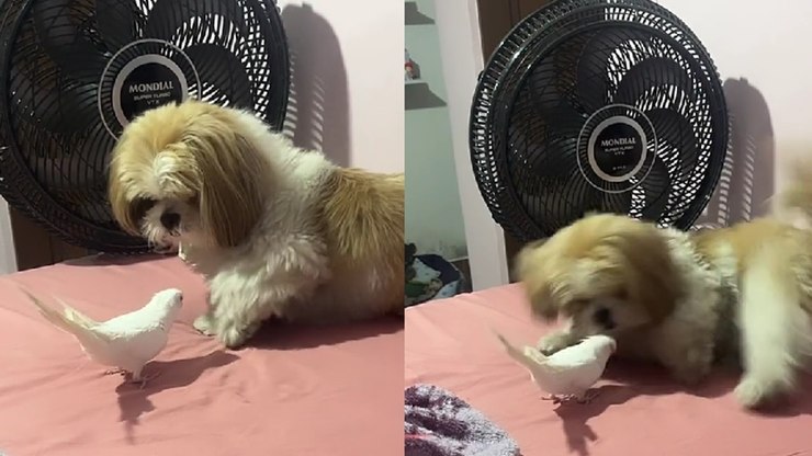 Tutora adota calopsita e reação de cão surpreende; vídeo