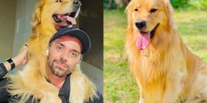 Regras para transporte de pets em voos avançam no Congresso