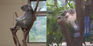 Postura elegante de coala chama atenção de visitantes de zoo