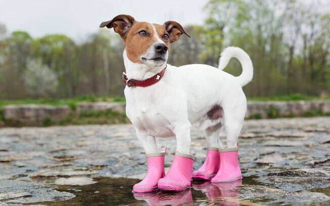 Cachorros usando sapato são a coisa mais linda, mas alguns não conseguem andar com eles