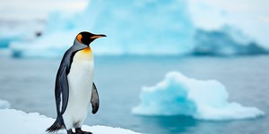 Tragédia: filhotes de pinguins morrem em massa