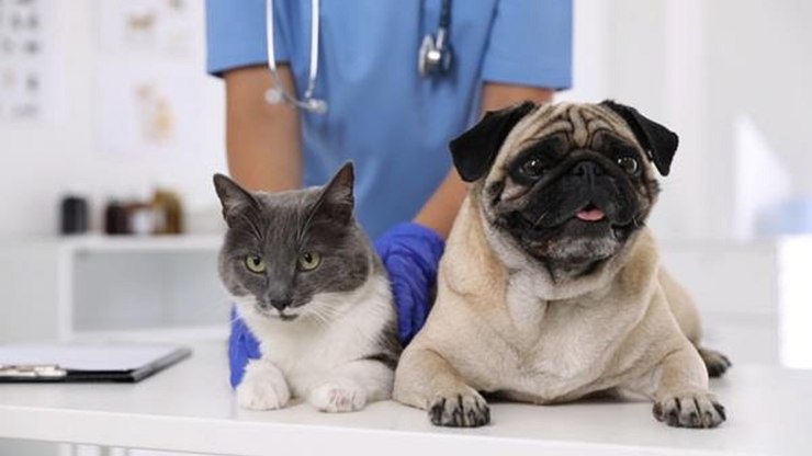 Vet Móvel leva atendimento gratuito para cães e gatos em Itupeva