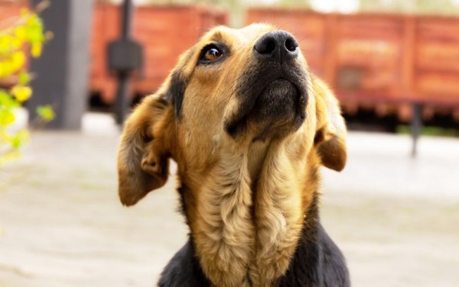 Fumaça: pets sofrem com tempo seco e calor intenso